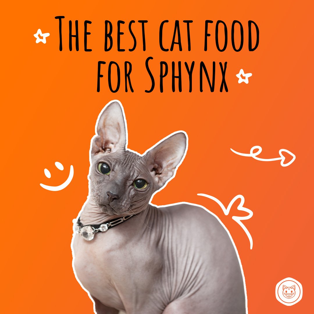 Best Cat food for Sphynx

Stella & Chewy's Duck Duck Goose 
Dinner Morsels Freeze-Dried Raw Cat Food
Check this out: 

dailycatfood.com/food/breeds/sp…

#catfoods, #catfoodie, #catfoodneeded, #catfoodpremium, #catfoodempire, #catfoodreview, #catfoodbowl, #catfoodpremium,