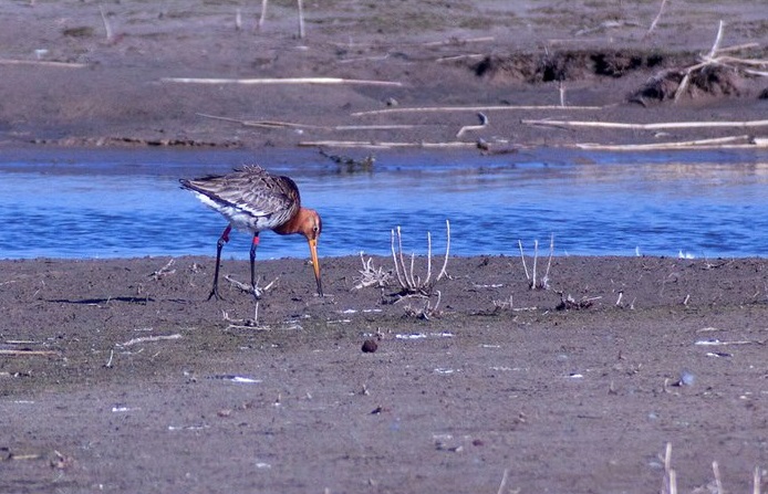 Vogelbescherming NL tweet media