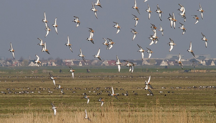 Vogelbescherming NL tweet media