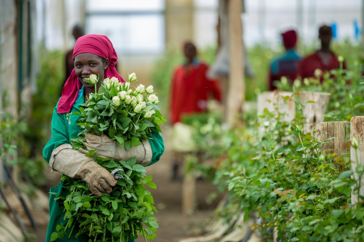 A recent study about the impact of Fairtrade on flower workers and market access, shows Fairtrade workers in East Africa experience higher wages; better working conditions; engagement in workers’ rights issues and gender equity than their non certified counterparts. #BuyFairtrade