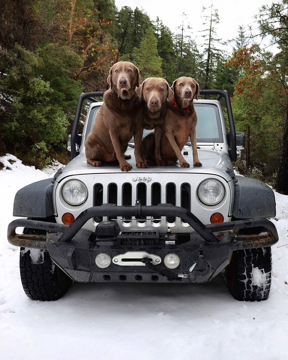 Jeep's tweet photo. Jeep® 4x4 folklore has it that the three-headed dog still explores these woods. 

📸: Christina A. https://t.co/8dgNVrvh22
