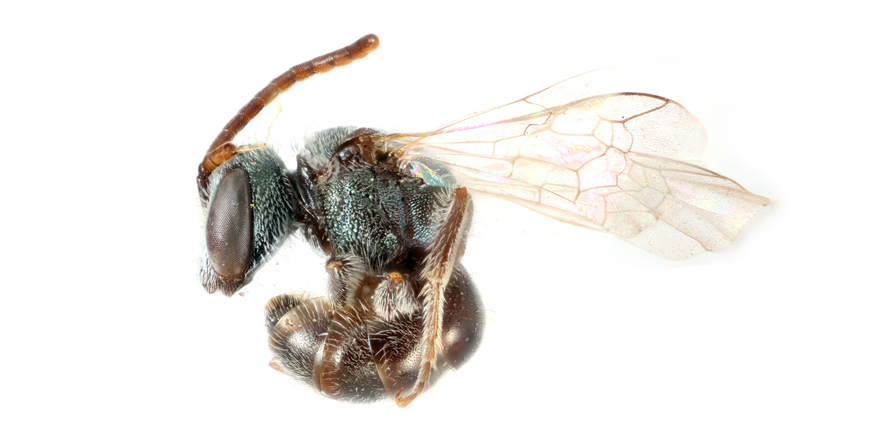 [#Entomology] 🐝 Revision of the Nearctic species of the Lasioglossum (Dialictus) gemmatum species complex (#Hymenoptera: Halictidae)

✒️ Joel Gardner &amp; Jason Gibbs from (<a href="/UM_agfoodsci/">UM Ag&Food Sciences</a>)
🔗 DOI: doi.org/10.5852/ejt.20…
#Dialictus #Halictidae #Apoidea #newspecies #wildbees #bees