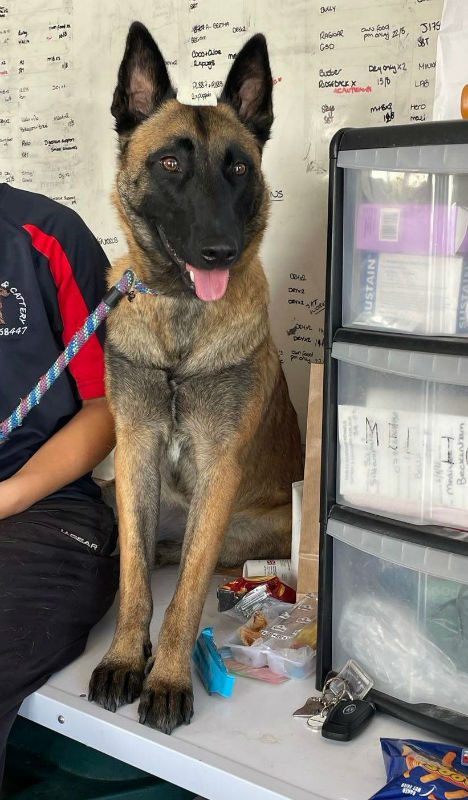 gsrescueelite's tweet photo. Polly is 2yrs old and she was seized form a not very nice man ! Polly can live with older kids and is in #Foster with other large #dogs but she can be cautious around men 
#GermanShepherd #Essex 
https://t.co/erMX6QRq2Z https://t.co/I1OsOFyfqK