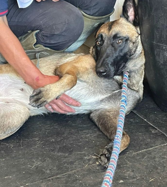 gsrescueelite's tweet photo. Polly is 2yrs old and she was seized form a not very nice man ! Polly can live with older kids and is in #Foster with other large #dogs but she can be cautious around men 
#GermanShepherd #Essex 
https://t.co/erMX6QRq2Z https://t.co/I1OsOFyfqK