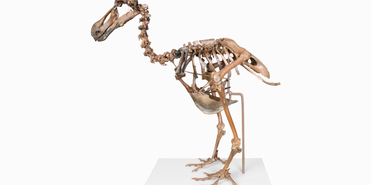 BenjaminHCCarr's tweet image. The phrase “dead as a dodo” may be, well, dead as a dodo, if a recently-founded “de-#extinction company” has its way. 
Its plans to bring back the #dodo, #woolymammoth, and #TasmanianTiger might never work out. But wouldn’t it be cool if they did?  bit.ly/3wJDfX2