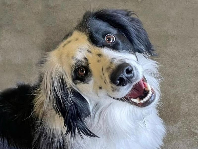 DT_Essex's tweet photo. β¨New dogs added to the website this week!β¨
Meet:
Patsy https://t.co/QzJTIFg4PQ
Hugo https://t.co/xsEsTWkOXU
Gnasher https://t.co/e22G16OFuI
Mico https://t.co/5Iiu2cCJFk
@dogstrust #newdogs #upforadoption https://t.co/Wlcd7Yhr3p
