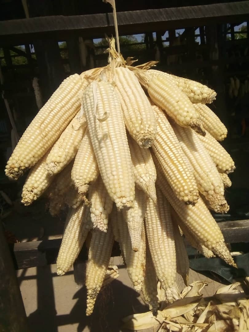 DelphineMujawa1's tweet photo. Nta kinezeza umuhinzi nko guhinga kandi akeza!Igishanga cya Kamiranzovu/Bishenyi gikora mu mirenge ya RUNDA na RUGALIKA,mu karere @Kamonyi Isarura ry'ibigori byahinzwe muri season 2023A Ryaratangiye!Abahinzi barishimira cyane umusaruro!Imihigo irakomejeeeee! https://t.co/z7E0npXwXG
