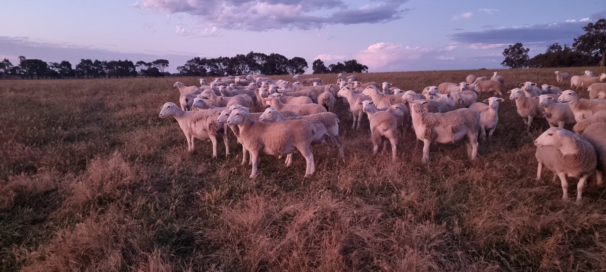 brad_bilney's tweet photo. @dwillo56 No complaints from shearers or crutching crew yet on these girls.  🤣🤣 https://t.co/pRtHQbaOIm