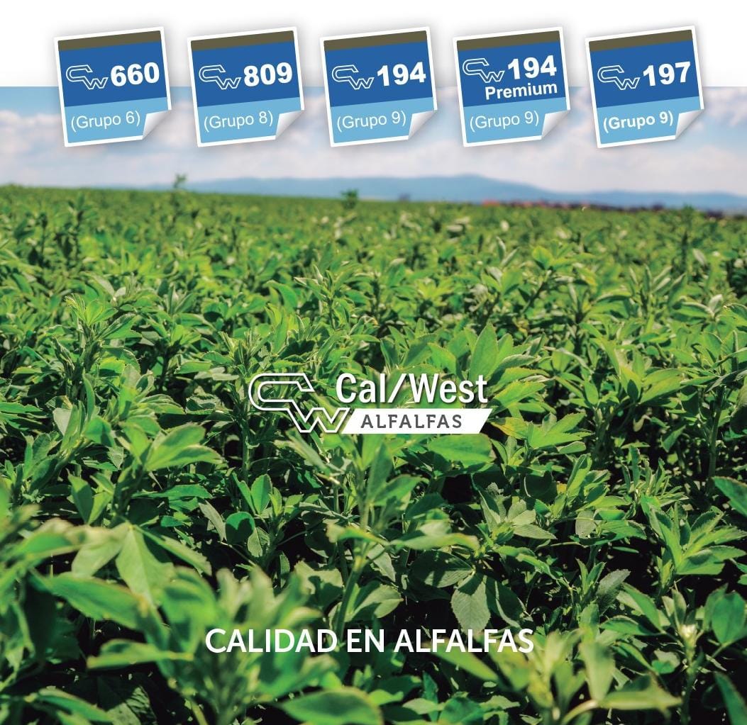 agroleben's tweet photo. Tenemos disponibilidad de Alfalfas Cal/West. Para mas información consultar a: 2355-537297; 2355-537296; 2355-537312 https://t.co/d1cJTtzihm