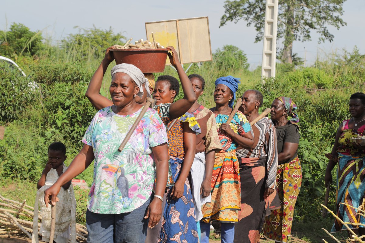 En Côte d’Ivoire #AFAWA (Affirmative Finance Action for Women in Africa) et la plateforme digitale « BuyFromWomen » redynamisent les activités des femmes agripreneures pépiniéristes et productrices certifiées de boutures de manioc : bit.ly/40VBCTS