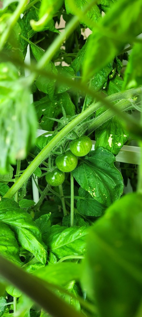 Tiffany Bono (@mrstbono) on Twitter photo It's safe to say our <a href="/TowerGarden/">Tower Garden</a> is a favorite <a href="/PGE_HCS/">Pleasant Grove ES</a> #growyourownsalad #STEMHenry <a href="/drhafza/">Rabieh Hafza PhD</a> <a href="/drobinsonedu/">Diane Robinson</a> It's safe to say our <a href="/TowerGarden/">Tower Garden</a> is a favorite <a href="/PGE_HCS/">Pleasant Grove ES</a> #growyourownsalad #STEMHenry <a href="/drhafza/">Rabieh Hafza PhD</a> <a href="/drobinsonedu/">Diane Robinson</a>
