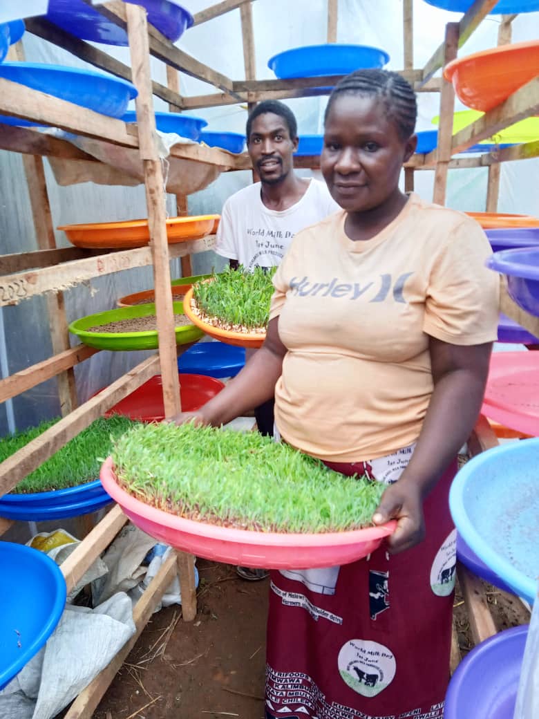 ProgrammeTrade's tweet photo. TRADE programme is introducing hydroponic technology to dairy farmers. Hydroponics is a method of growing plants without soil by using mineral-rich solutions in a water solvent and it has been adopted by dairy producers in Thyolo and Blantyre https://t.co/CzKfdG2KJc