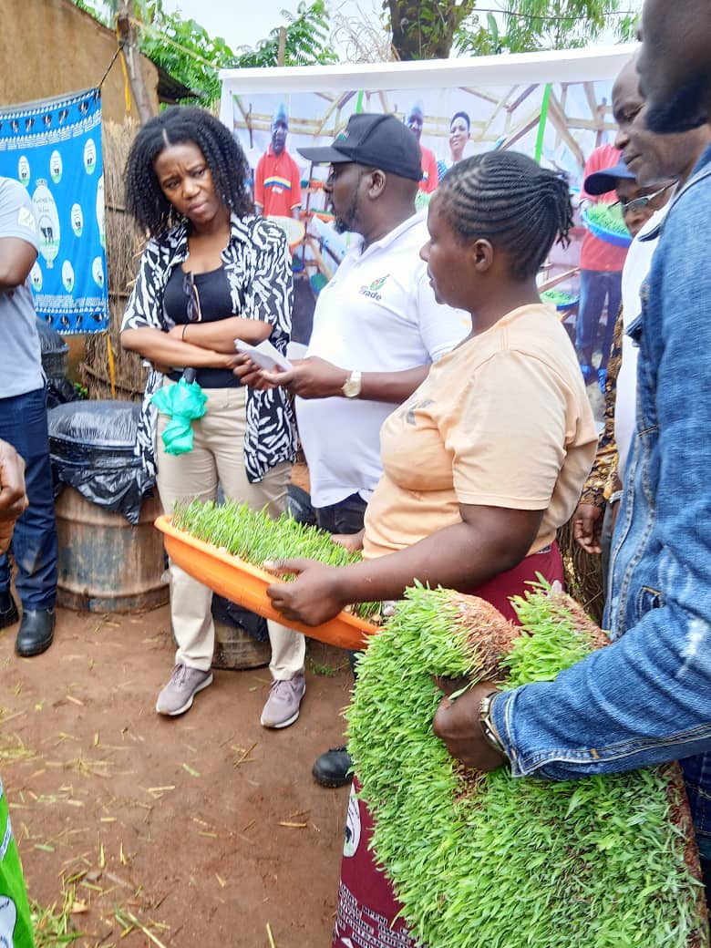 ProgrammeTrade's tweet photo. TRADE programme is introducing hydroponic technology to dairy farmers. Hydroponics is a method of growing plants without soil by using mineral-rich solutions in a water solvent and it has been adopted by dairy producers in Thyolo and Blantyre https://t.co/CzKfdG2KJc