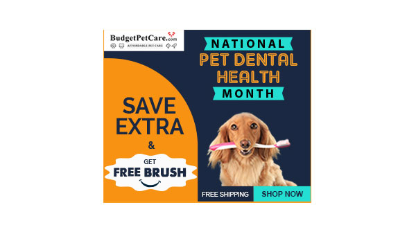 Brushing up on Pet Dental Health Month! 20% off + free finger brush. buff.ly/40WTLk7 #nationalpetdentalmonth #petdental #pethealth #pettoothbrush #petcaresupplies