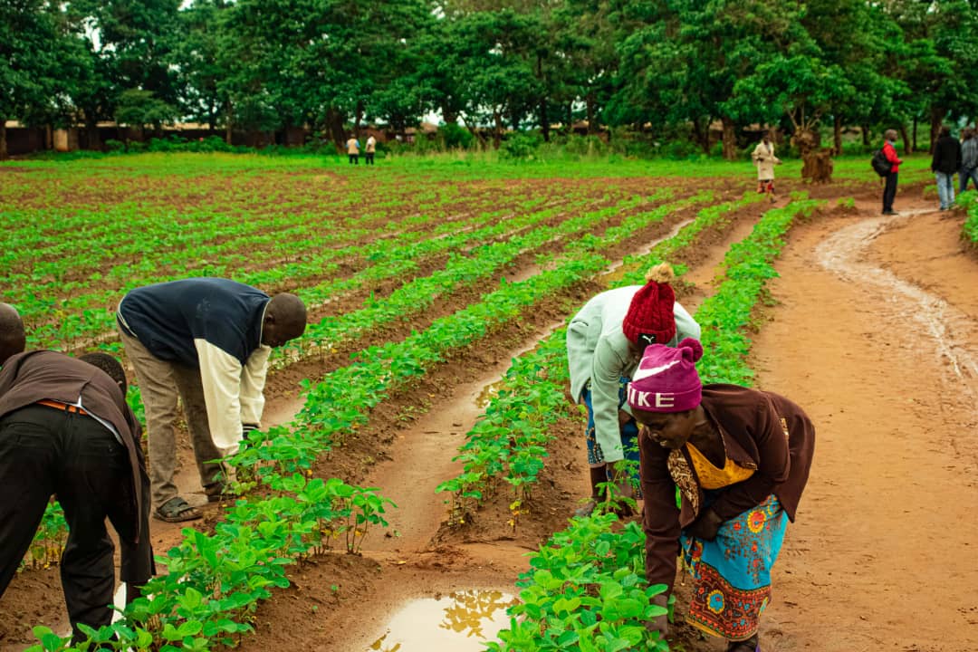 ProgrammeTrade's tweet photo. TRADEProgramme is considering climate-smart agriculture (CSA) initiative as a tool to improve the integration of agriculture development and climate responsiveness. TRADE programme aims to achieve food security and broader development goals under a changing climate. https://t.co/ziZ8P3V1z8