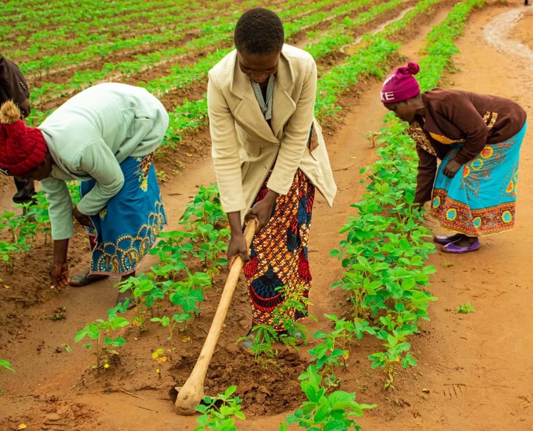 ProgrammeTrade's tweet photo. TRADEProgramme is considering climate-smart agriculture (CSA) initiative as a tool to improve the integration of agriculture development and climate responsiveness. TRADE programme aims to achieve food security and broader development goals under a changing climate. https://t.co/ziZ8P3V1z8