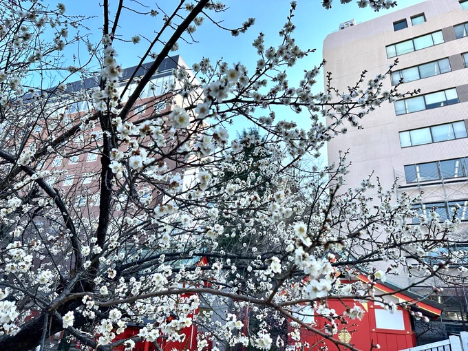 花園神社へ一ヶ月半遅れの初詣。梅もほころび始め春が近いか。その後、加藤誠君が行ってきたというのを聞いて居ても立ってもいられず新宿ゴールデン街の中にある「ラーメン凪」へ。相変わらず美味い(゜∀゜)!帰りには西武鉄道110周年記念の茶色の車両も見られて(写真は撮ってない)良い休日でした。 