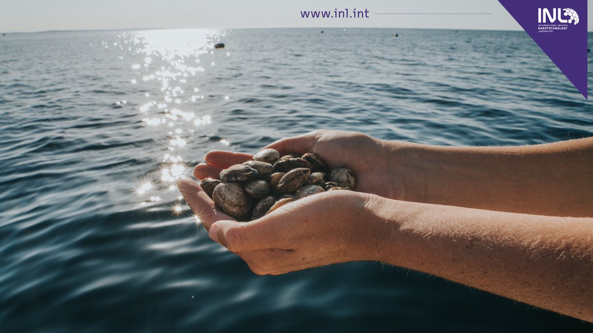 INLnano's tweet photo. + The #ATLANTICLAM project aims to bring Euro-native clam species from “#farmtofork”, in an integrated, differentiated and consumer-oriented perspective, fostering the consumption of sustainable, healthy and tasty food.
+ https://t.co/vWb4fvDsEw
#inl #inlnano #nanotechnology https://t.co/hcRs5mM0hw