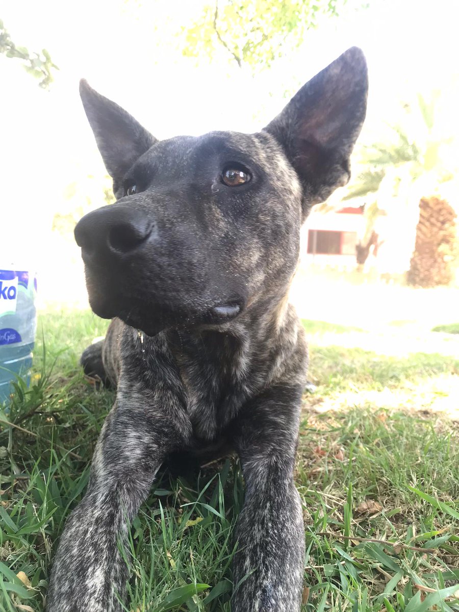 AndresReyes1976's tweet photo. 🐕‍🦺🦴🏡💕Amigos y amigas: un nuevo capítulo de "Gente que salva perros y alegra sus vidas".

Tras el éxito cosechado con Tito (que cada día está más hermoso y feliz con su nueva dueña), hoy le estamos buscando hogar al pequeño Huesito. https://t.co/56eQJVFSlI