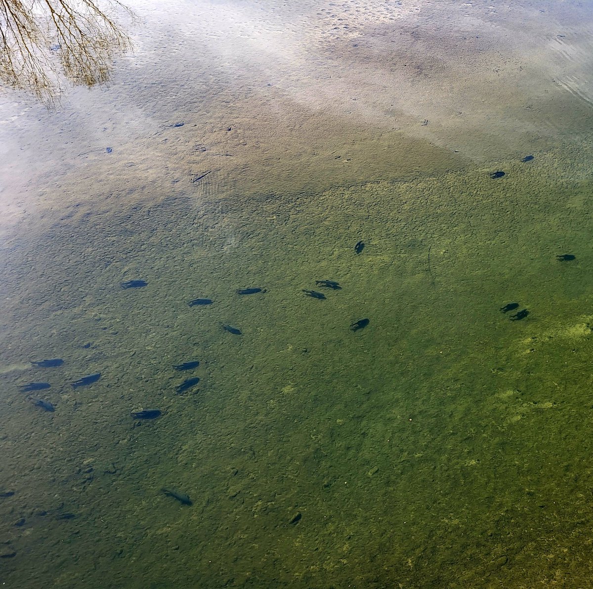 Balateu's tweet photo. Les carpes del riu Ter prenen el sol..
#Carpes #RiuTer #Girona #Natura https://t.co/VXETH77ebw