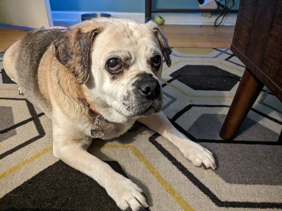 TerribleScott's tweet photo. @MollyVegas @dog_rates @15outof10 This is many months later, but he's been living a happy, pain free, and very lazy life with me since late July. https://t.co/jTYH9EJp8Q