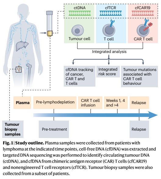 'Multiomics STEP up in correlative analysis of response to CAR T cells'. In this article, Mark Leick &amp; Marcela Maus discuss the potential of cfDNA-based analyses to inform on CAR T cell expansion kinetics &amp; tumour-infiltration patterns in patients: nature.com/articles/s4157…