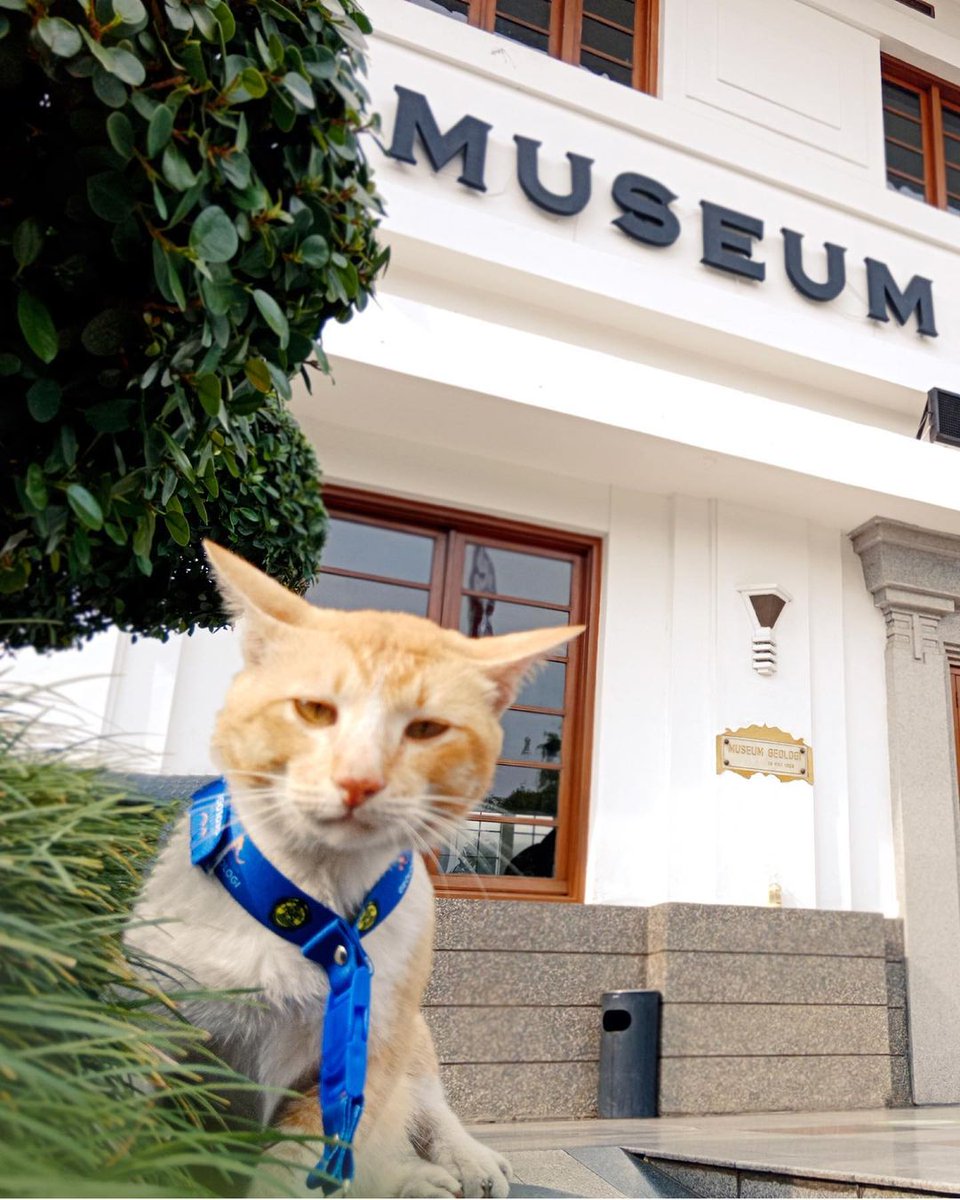 txtdaribandung's tweet photo. Soleh, kucing 'karyawan' Museum Geologi Bandung. https://t.co/WxEiOIY7h4