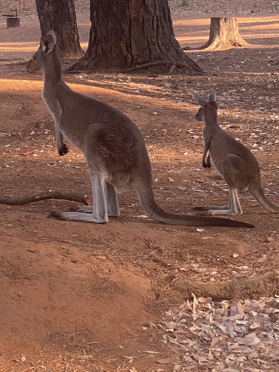 Can you tell I’m Australian without me telling you 😂 #camping #aussielife