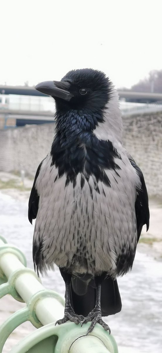 city_crows's tweet photo. #Crow_personalities -
#GameOfCrows at the Vienna River
Pantalone posing.
Ready for next season https://t.co/9xnITmkSKK