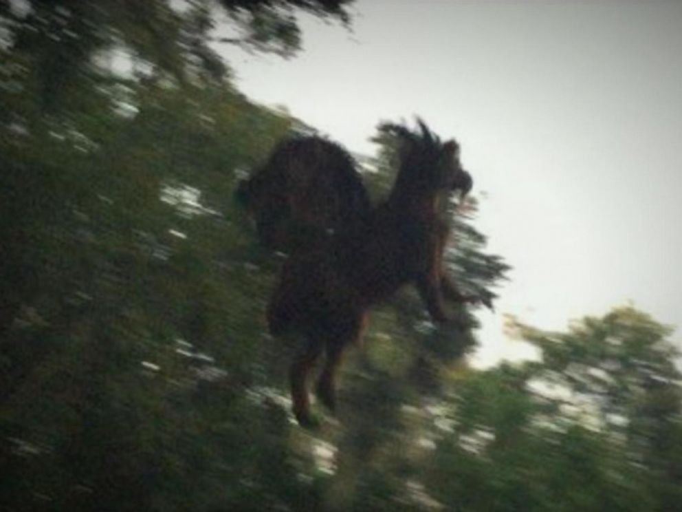 Candy Wife of the Day: The Jersey Devil from the Pine Barrens