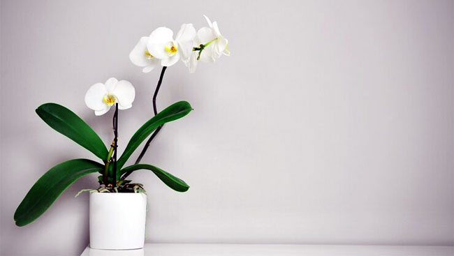 Best Indoor Plants with White Flowers realtyww.info/blog/2023/02/1…