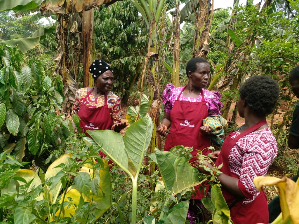 Agroecology Map On Twitter RT slowfooduganda Day 3 Of The Earth agroecology-map-on-twitter-rt-slowfooduganda-day-3-of-the-earth
