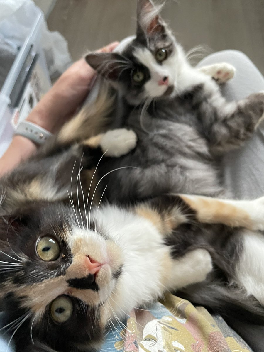 MandiThran's tweet photo. Hi all! When I’m not flood forecasting, I am fostering kittens in Sydney. This gorgeous brother-sister duo is ready for adoption! 
If you’re interested, fill out our adoption questionnaire! https://t.co/wr33l2xLAV https://t.co/KtCjbzQ2Hd