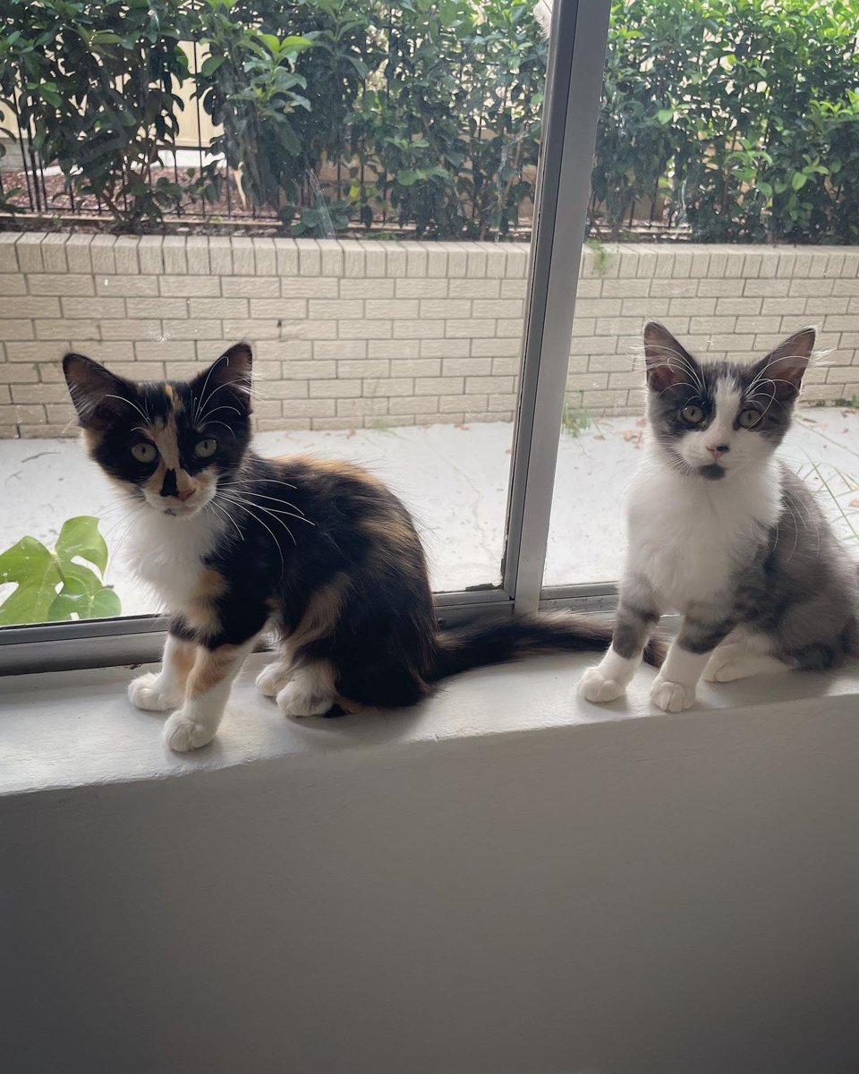 MandiThran's tweet photo. Hi all! When I’m not flood forecasting, I am fostering kittens in Sydney. This gorgeous brother-sister duo is ready for adoption! 
If you’re interested, fill out our adoption questionnaire! https://t.co/wr33l2xLAV https://t.co/KtCjbzQ2Hd