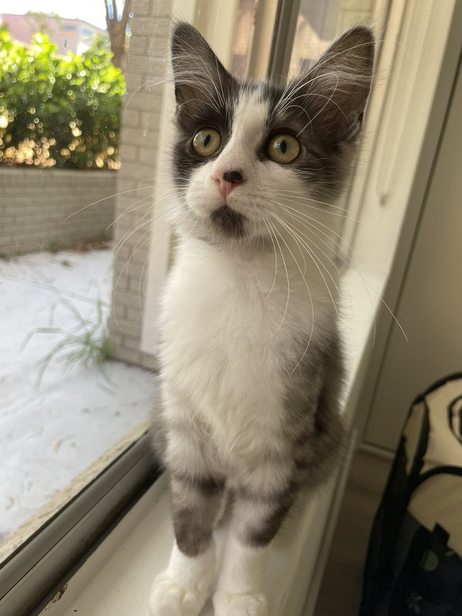 MandiThran's tweet photo. Hi all! When I’m not flood forecasting, I am fostering kittens in Sydney. This gorgeous brother-sister duo is ready for adoption! 
If you’re interested, fill out our adoption questionnaire! https://t.co/wr33l2xLAV https://t.co/KtCjbzQ2Hd