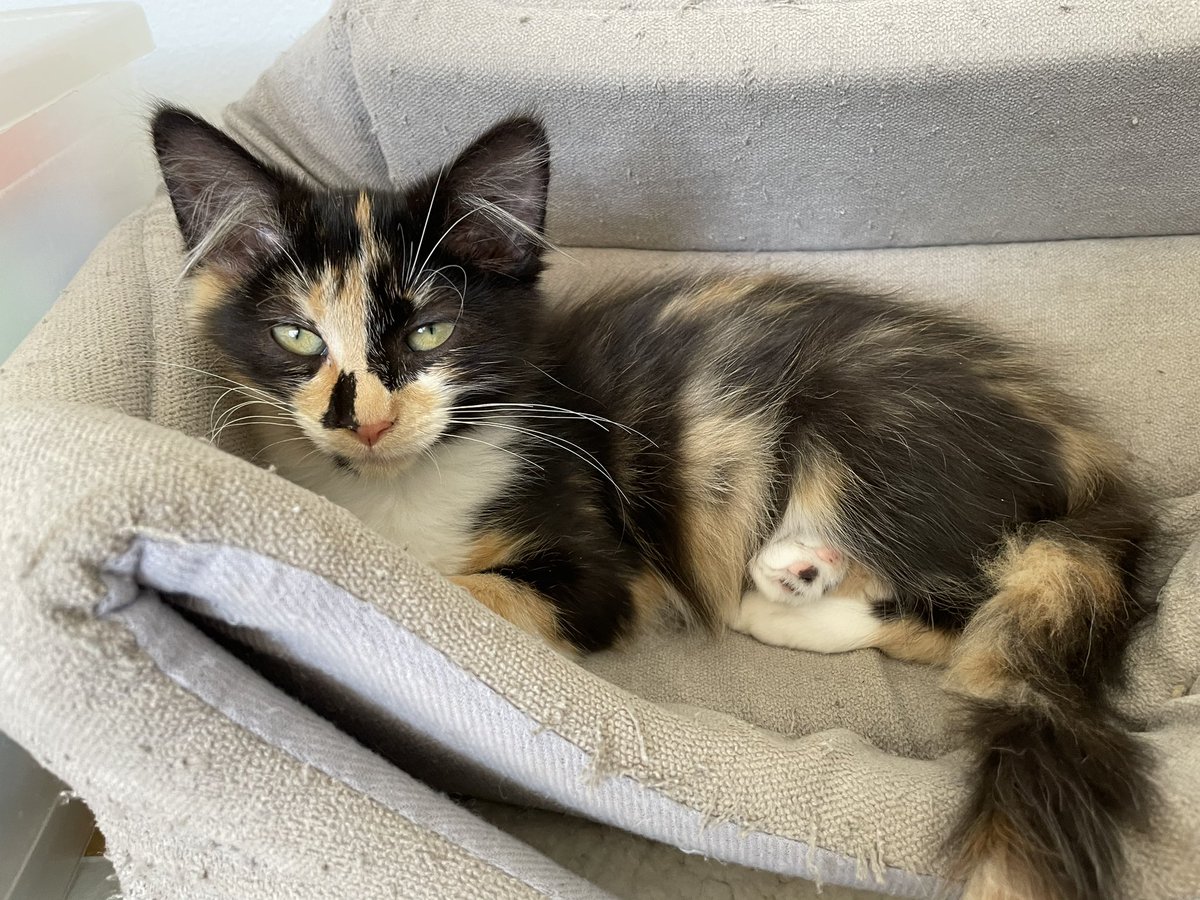 MandiThran's tweet photo. Hi all! When I’m not flood forecasting, I am fostering kittens in Sydney. This gorgeous brother-sister duo is ready for adoption! 
If you’re interested, fill out our adoption questionnaire! https://t.co/wr33l2xLAV https://t.co/KtCjbzQ2Hd