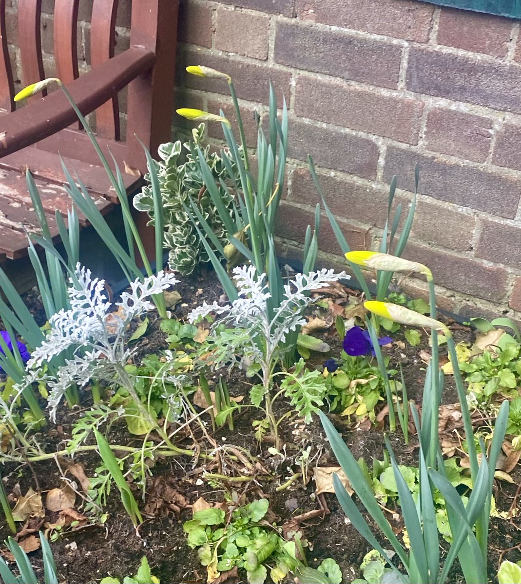 The first daffodils are in bloom this morning in the community garden and on the Tower road green.We are looking for new volunteers to join in the Epping in bloom gardening fun.Can you help us by sparing some time? For details email eppinginbloom@gmail.com #volunteering #Epping