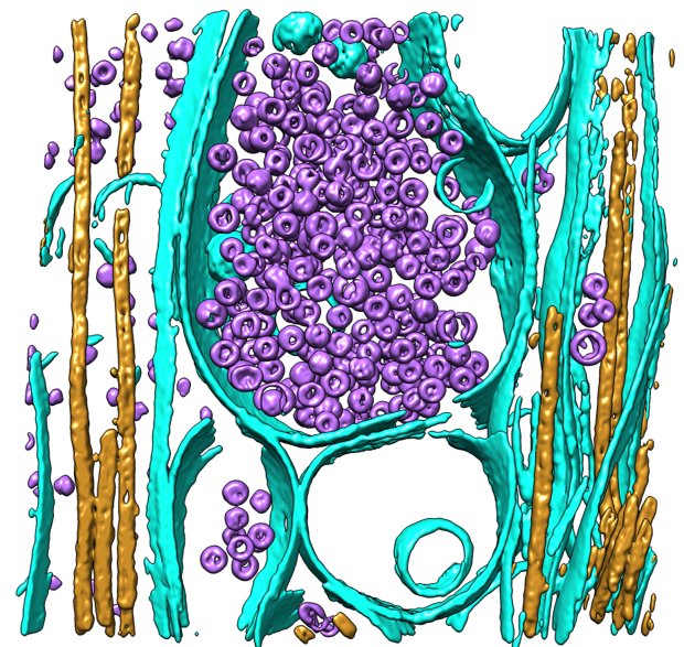 Anna_siegert1's tweet photo. What a beautiful #synapse! We used #ORSDragonfly for automated neural network based segmentation! @PetrovicArsen #teamtomo #teamsynapse https://t.co/KsuJy72Vu4