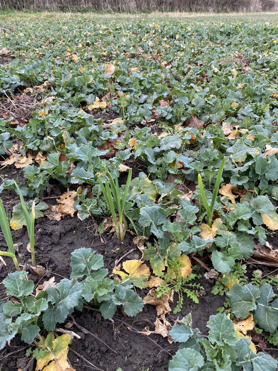 Alex Peace tweet media