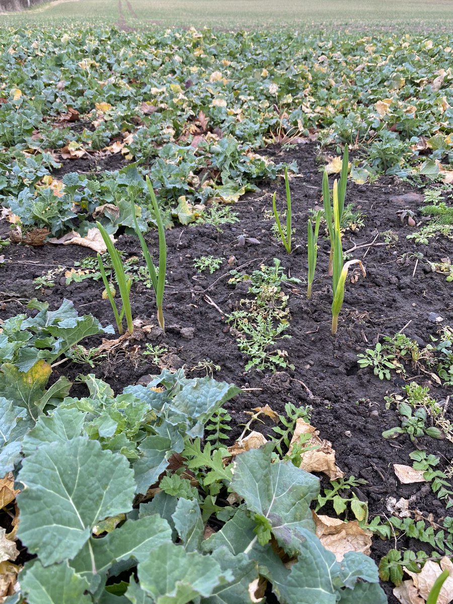 Alex Peace tweet media