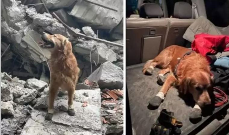 cumhuriyetgzt1's tweet photo. İsveç'ten gelen Killian isimli köpek 17 kişiyi kurtardı
https://t.co/WbhqVymwzP https://t.co/r5qVvXkDoj