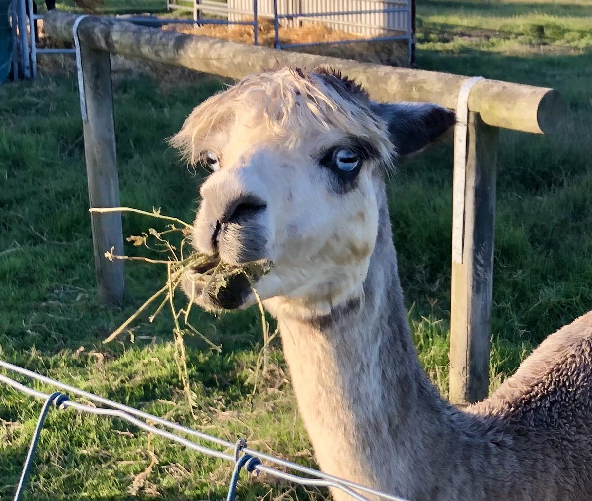 What? 🤨🙄 #Zoe #Alpacastan #GrouchyAlpacas