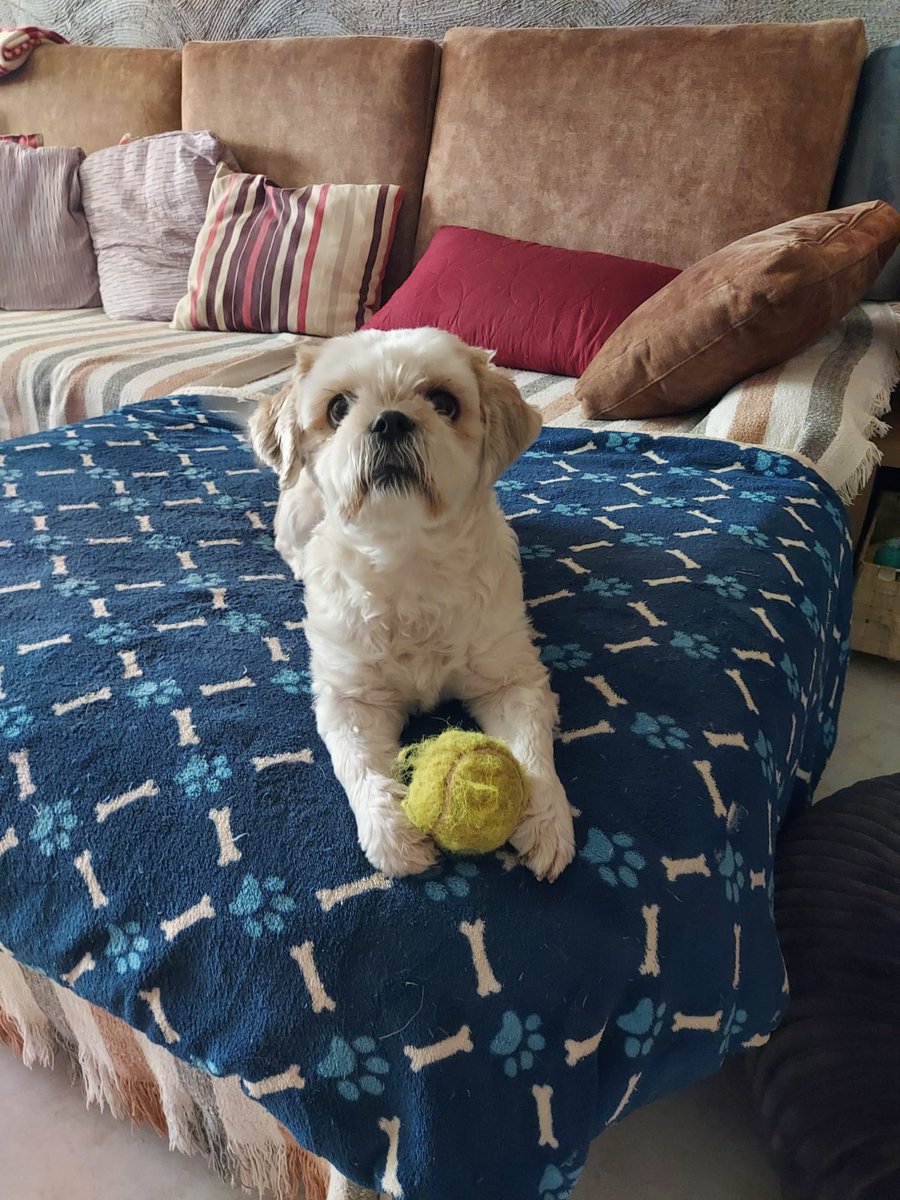 adoptala's tweet photo. Sara en adopción, tiene 6 años es de tamaño pequeña.

Se entrega, con chip, pasaporte, desparasitada, con la vacuna de la rabia y castrada.

Contactar por WhatsApp con Cristina al 606174074 ó adoptalavera@gmail.com https://t.co/HSVzeTNB9B