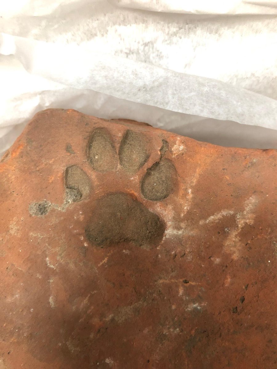 EFDMuseum's tweet photo. It is great when objects in the collection and our education resources match so children can interact with real historical objects. Here we have a pair of Roman tiles with paw prints on; one is used in an education workshop and one is in the collection.
#romantile https://t.co/RtvCnhETPS