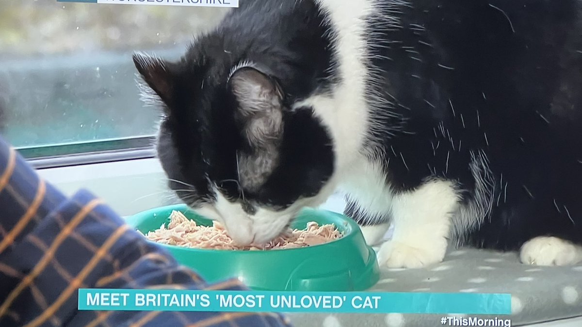 Charlie_cat000's tweet image. #thisMorning they are says he is the Britain’s unloved cat can someone please give her a home 12 year old cat  #catsprotection #evesham uk #ElonMusk