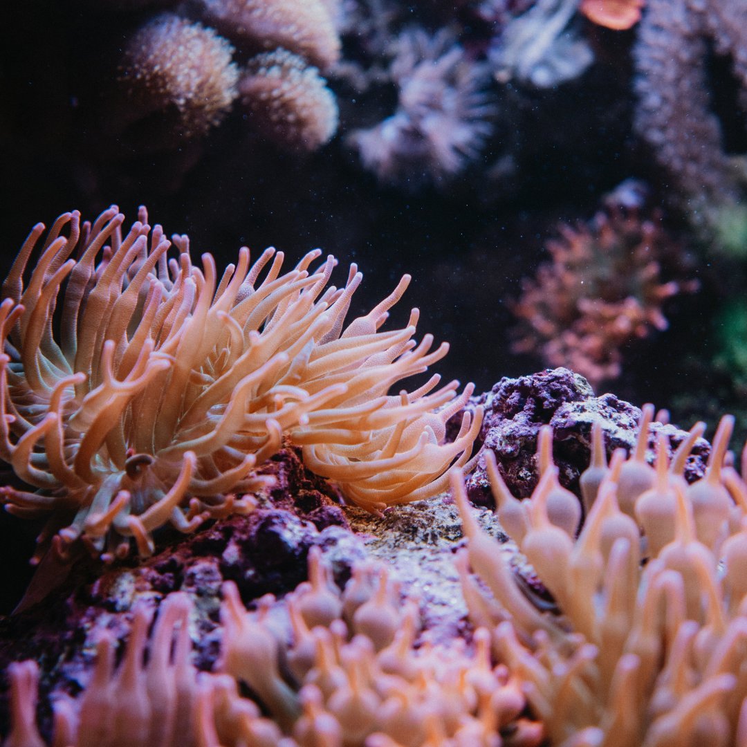 G20 CORDAP tweet media