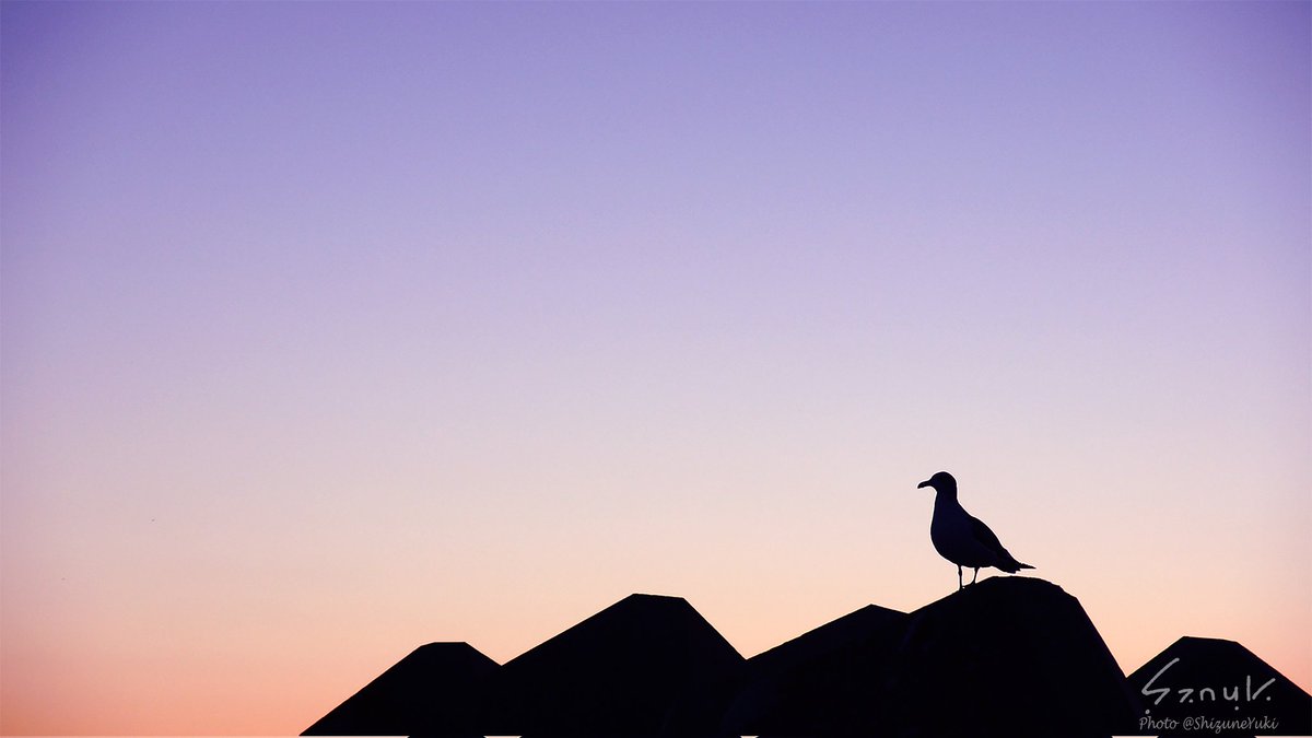 みゃーお🌊🌇

#ウミネコ #BlackTailedGull 
#けもフレ自然観察部