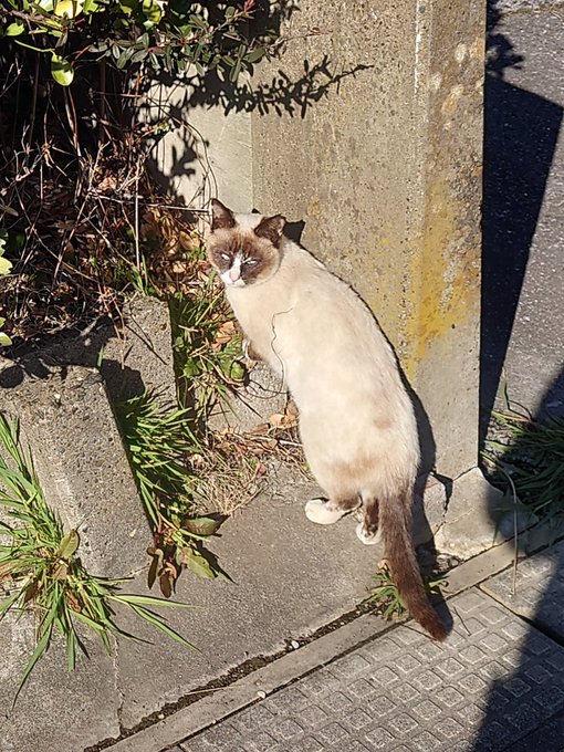 RFA111日目終了
これはお○んぽ中に出会ったネコチャン 