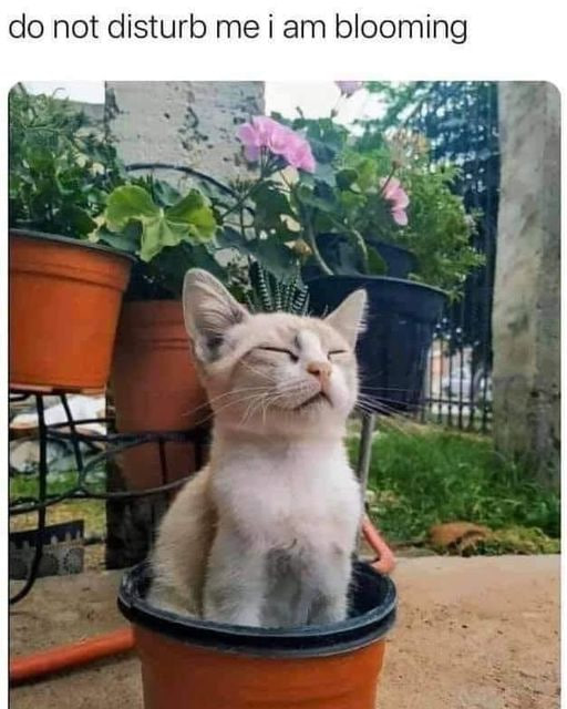 Alice (@christina36364) on Twitter photo 