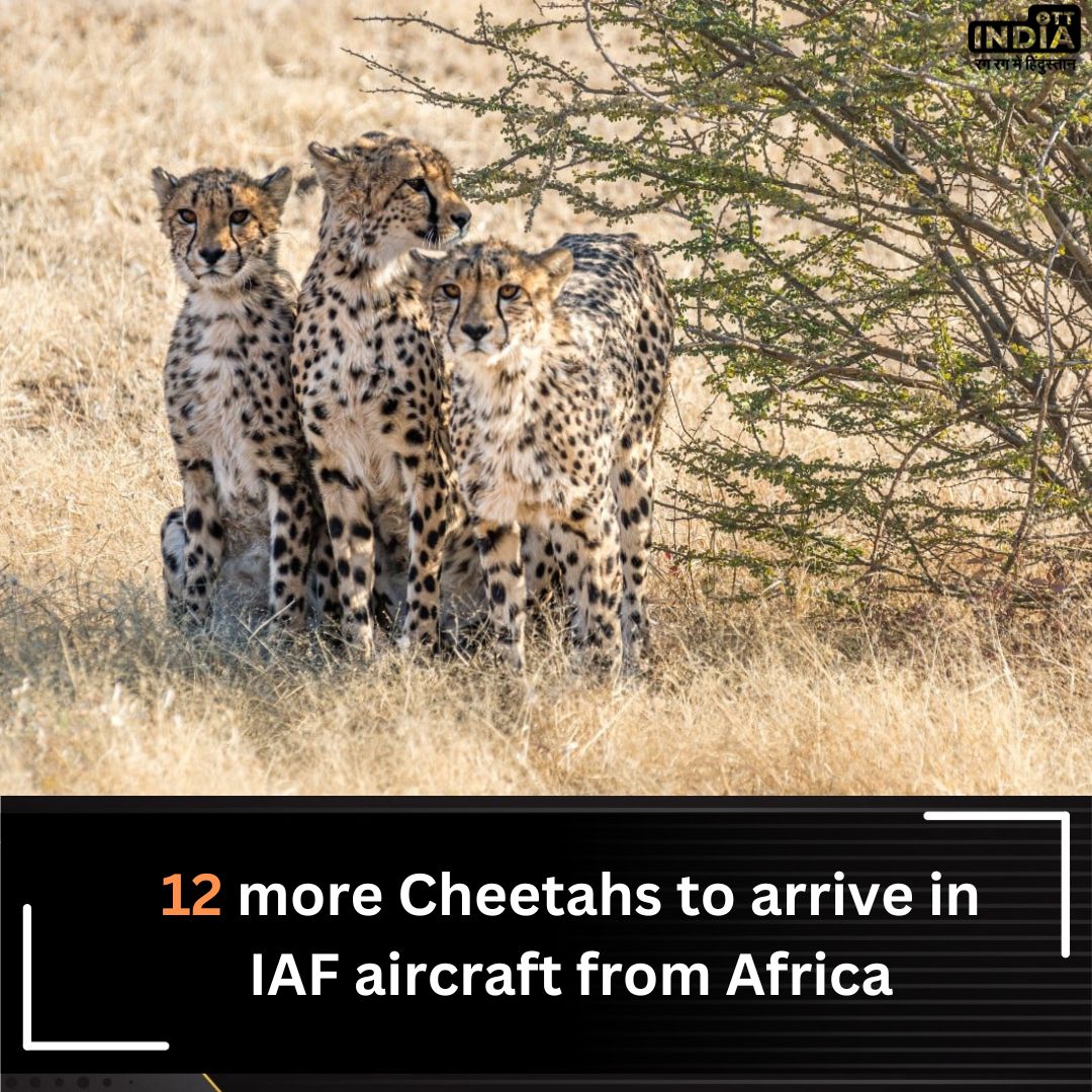 Hindfirstnews's tweet photo. 12 new Cheethas to arrive from Africa in India's Madhya Pradesh's Kuno National Park.. making the total count 20 
#ottindia #cheethas #india #africa @narendramodi @byadavbjp https://t.co/IyUXyfWrup